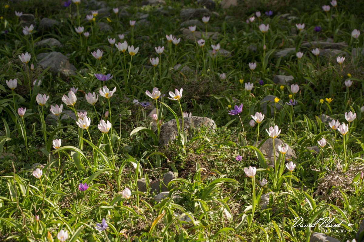 DPPhotography - Crete - Tulipa cretica - D.jpg - Tulipa cretica