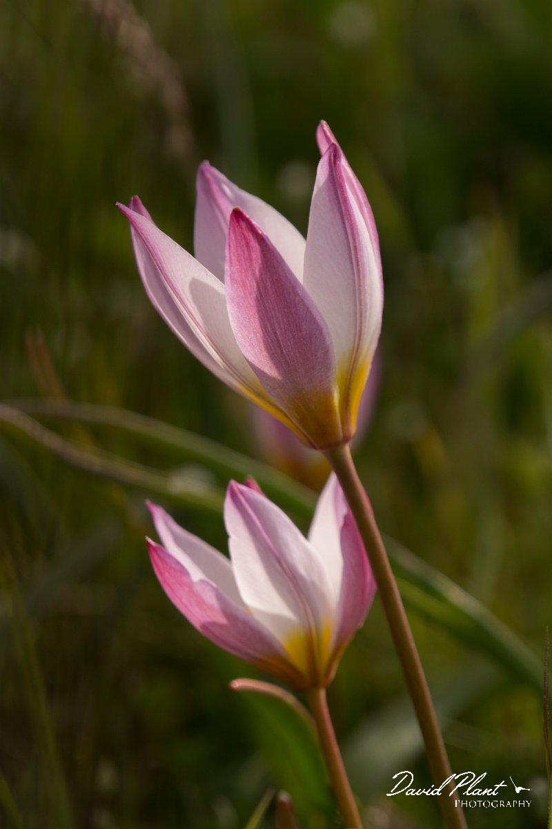 DPPhotography - Crete - Tulipa cretica - G.jpg - Tulipa cretica