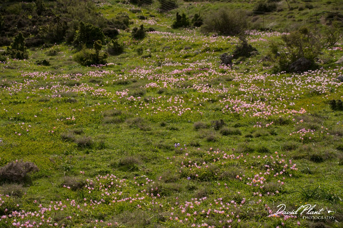 DPPhotography - Crete - Tulipa cretica - H.jpg - Tulipa cretica