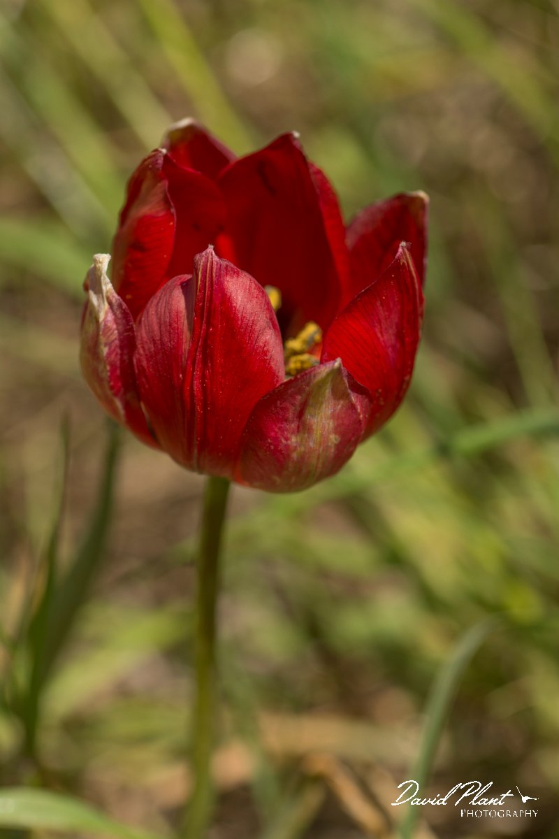 DPPhotography - Crete - Tulipa doerfleri - A.jpg - Tulipa doerfleri