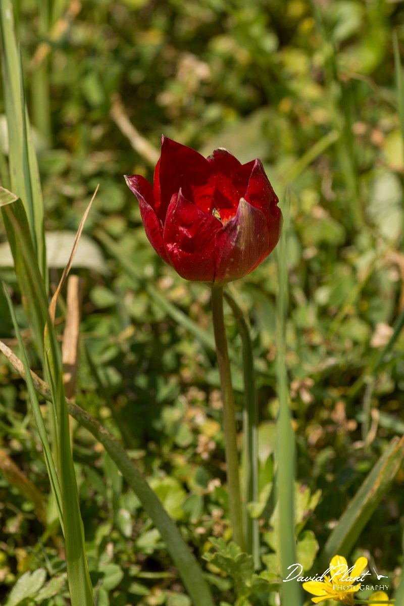 DPPhotography - Crete - Tulipa doerfleri - B.jpg - Tulipa doerfleri