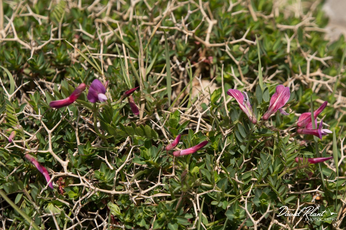 DPPhotography - Crete - Vicia cretica - A.jpg - Vicia cretica