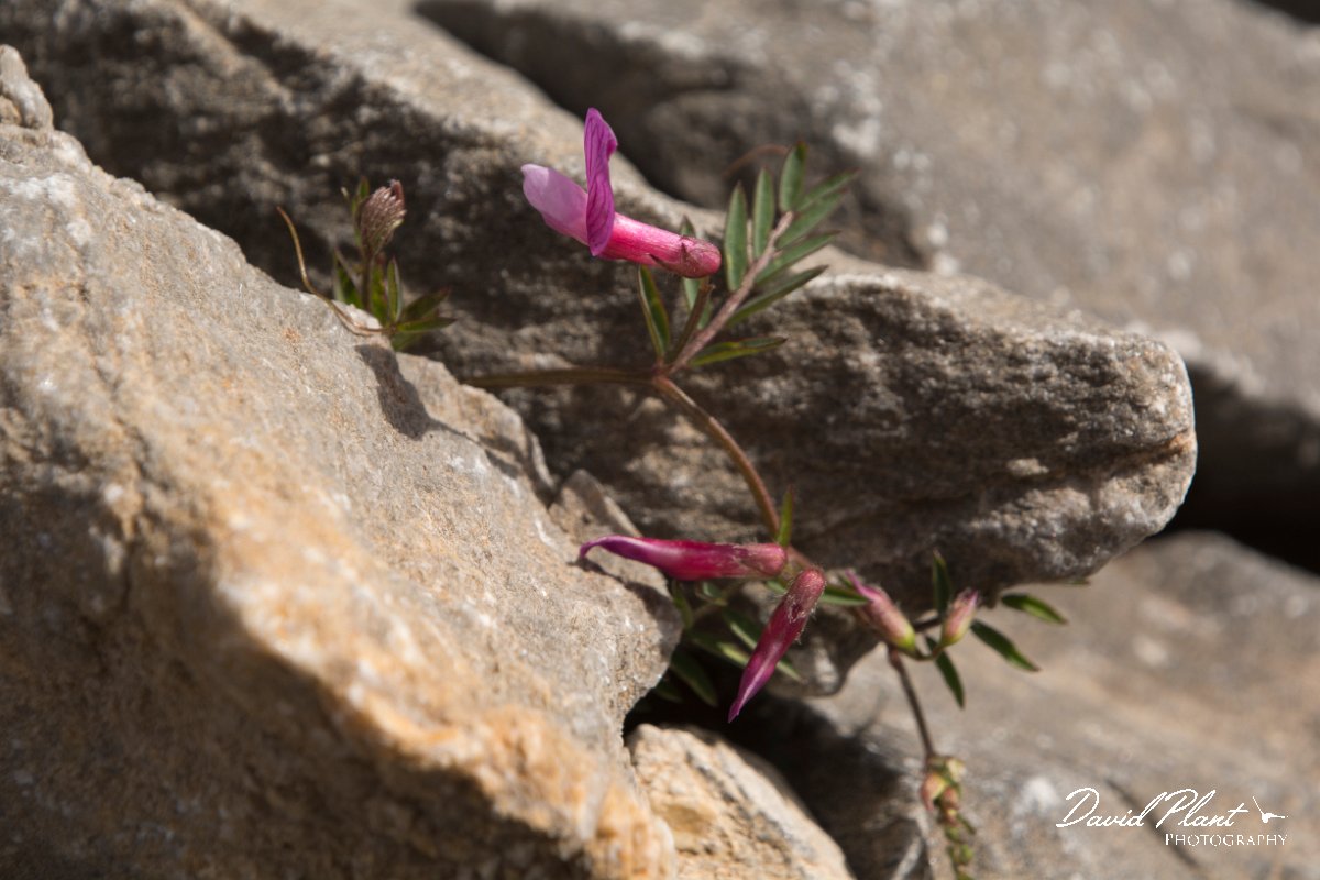 DPPhotography - Crete - Vicia cretica - B.jpg - Vicia cretica