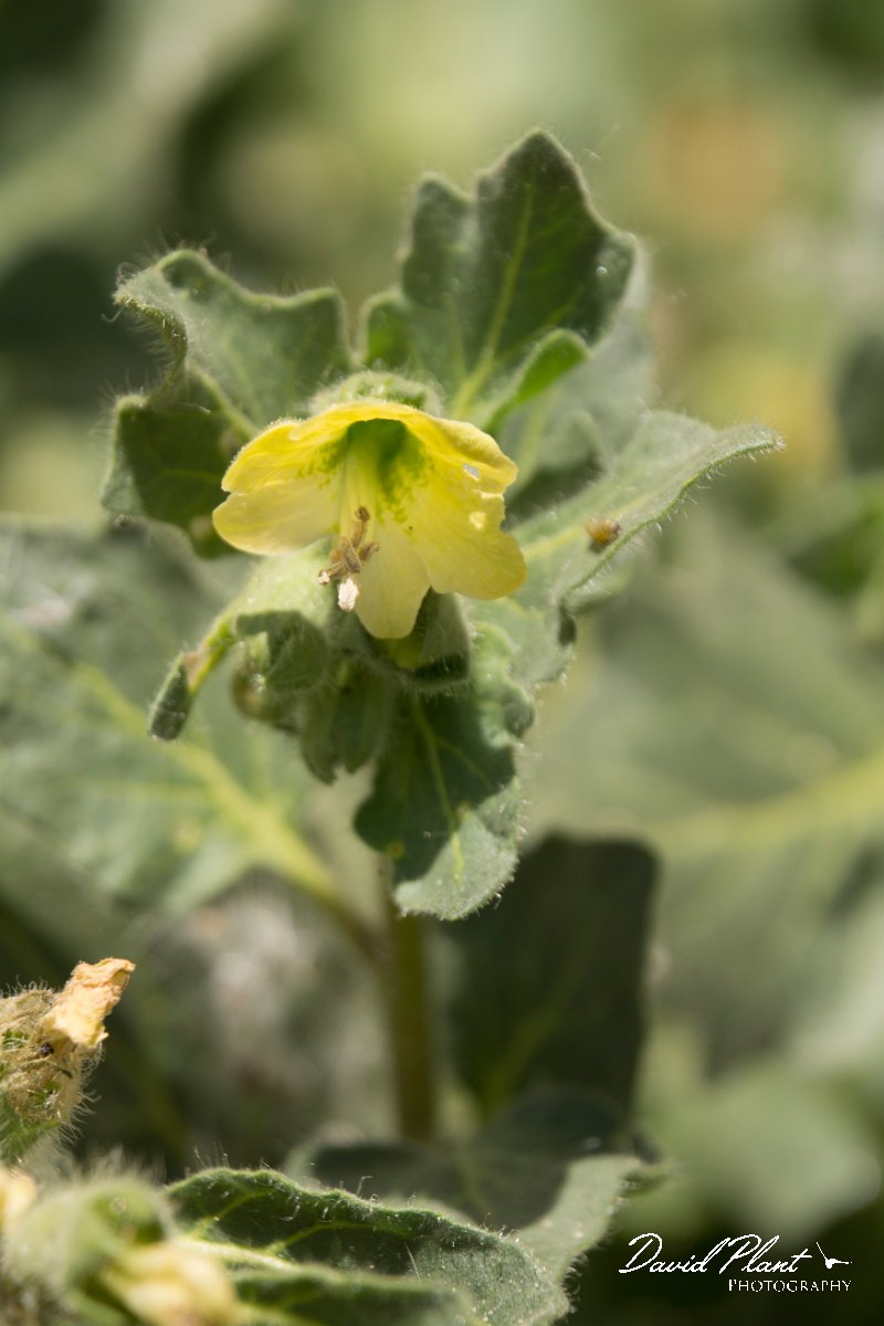 DPPhotography - Crete - hyoscyamus albus - A.jpg - White henbane - Hyoscyamus albus