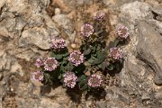 DPPhotography - Crete - Aethionema saxatile creticum - B