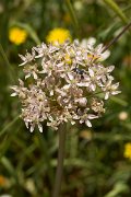 DPPhotography - Crete - Allium nigrum - A
