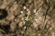 DPPhotography - Crete - Allium subhirsutum - A