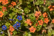 DPPhotography - Crete - Anagallis arvensis - A