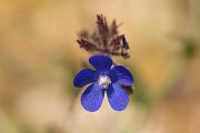 DPPhotography - Crete - Anchusa italica - A