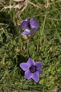 DPPhotography - Crete - Anemone coronaria - E