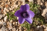 DPPhotography - Crete - Anemone coronaria - F