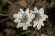 DPPhotography - Crete - Anemone hortensis heldreichii - B