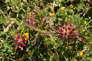 DPPhotography - Crete - Anthyllis vulernaria rubiflora - B