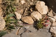 DPPhotography - Crete - Anthyllis vulneraria rubriflora - A