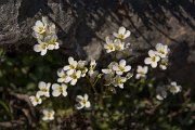 DPPhotography - Crete - Arabis alpina - A