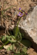 DPPhotography - Crete - Arabis verna - A