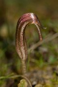 DPPhotography - Crete - Arisarum vulgare - A