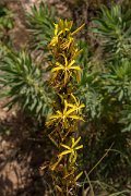 DPPhotography - Crete - Asphodeline liburnica - A