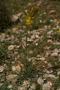 DPPhotography - Crete - Asphodeline lutea - B