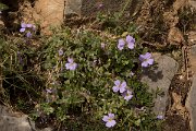 DPPhotography - Crete - Aubretia deltoidea - A