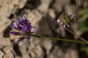 DPPhotography - Crete - Bituminaria bituminosa - A