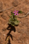 DPPhotography - Crete - Centaurium pulchellum - A