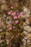 DPPhotography - Crete - Centaurium tenuiflorum - A