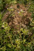 DPPhotography - Crete - Cerastium glomeratum - A