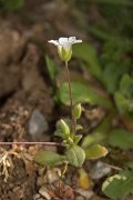 DPPhotography - Crete - Cerastium scaposum - A