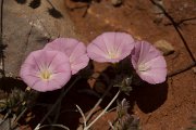 DPPhotography - Crete - Convolvulus elegantissimus - B