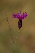 DPPhotography - Crete - Cruprina crupinastrum - A