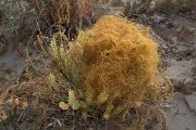 DPPhotography - Crete - Cuscuta campestris - A