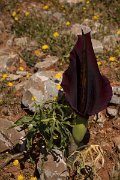 DPPhotography - Crete - Dracunculus vulgaris - A