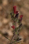 DPPhotography - Crete - Echium angustifolium - B