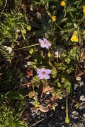 DPPhotography - Crete - Erodium gruinum - A
