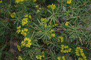DPPhotography - Crete - Euphorbia dendroides - A