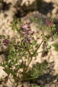 DPPhotography - Crete - Fumaria officinalis - A
