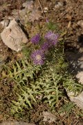 DPPhotography - Crete - Galactities tomentosa - B