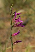 DPPhotography - Crete - Gladiolus italicus - A