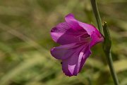 DPPhotography - Crete - Gladiolus italicus - E