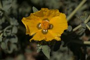 DPPhotography - Crete - Glaucium flavum - B