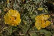 DPPhotography - Crete - Glaucium flavum - C