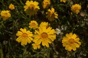 DPPhotography - Crete - Glebionis segetum - A