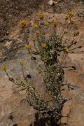 DPPhotography - Crete - Helichrysum conglobatum - A
