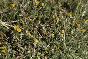DPPhotography - Crete - Helichrysum conglobatum - B
