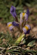 DPPhotography - Crete - Iris unguicularis cretensis - A