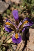 DPPhotography - Crete - Iris unguicularis cretensis - B