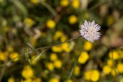 DPPhotography - Crete - Knautia integrifolia - B