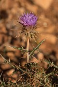 DPPhotography - Crete - Lamyropsis cynaroides - A