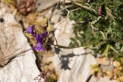 DPPhotography - Crete - Linaria pelisseriana - A